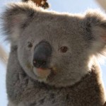 Koalas in Australien