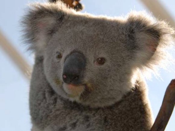 Koalas in Australien