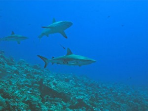 Haischutzzone Palau