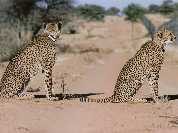 Geparden Okonjima