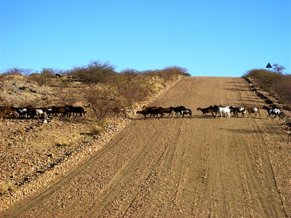 Tierherde kreuzt Fahrbahn Namibia