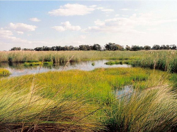 Baines Camp Botswana