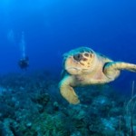 Begegnung mit einer Schildkröte