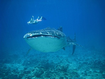 Schwimmen mit Walhaien auf den Malediven