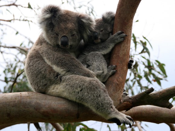 Great Ocean Ecolodge
