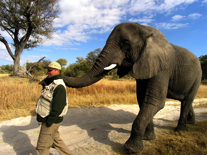 Elefant in Botswana