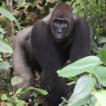 Gorilla Odzala
