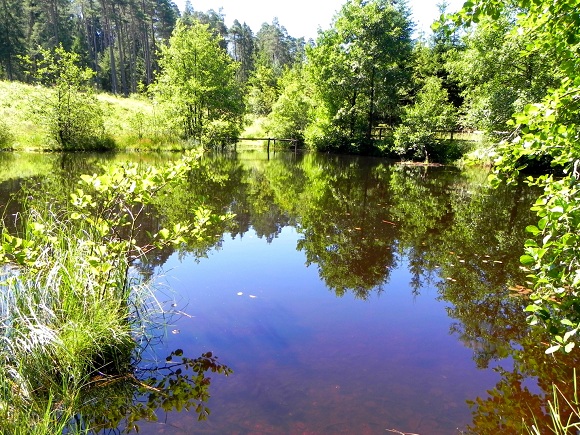 Hochmoor bei Dahlem
