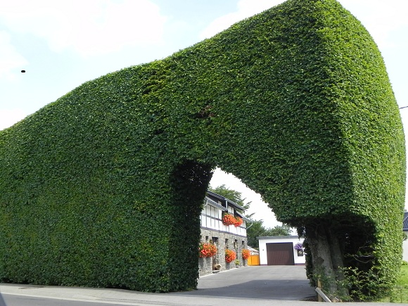 Haus hinter hohen Hecken