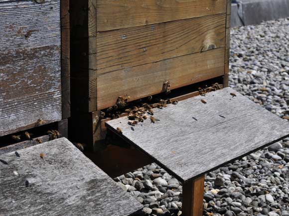 Bienenvolk Hotel Vier Jahreszeiten München Bienenvolk Hotel Vier Jahreszeiten München