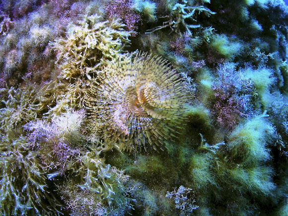 Unterwasserwelt Gozo