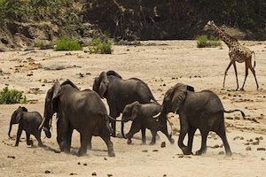Selous Wildreservat Elefanten im Schutzgebiet