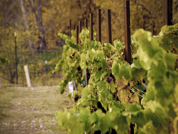 Page Spring Weingut