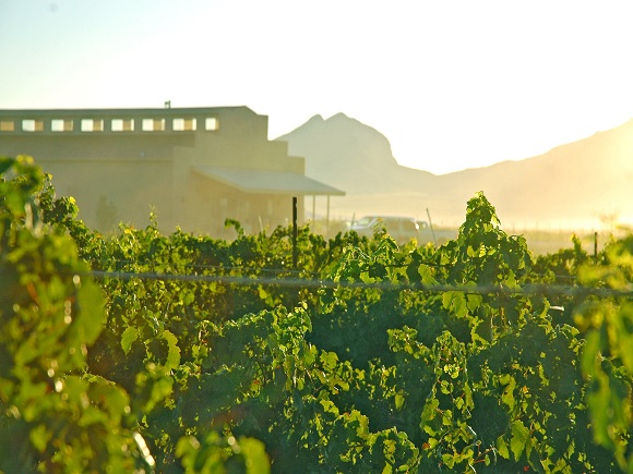 Weingut Callaghan