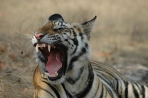 Tiger Pench Nationalpark