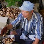 Auf der Suche nach dem teuersten Pilz der Welt