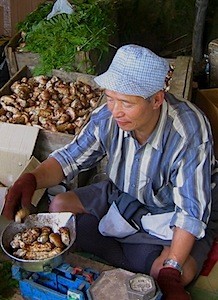 teuersten Pilz der Welt Matsutake Market ©amanresorts