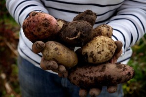 Kartoffelgerichte sind fester Bestandteil der nordirischen Küche.