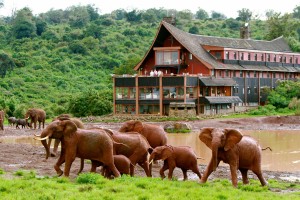 Elefanten vor dem The Ark Hotel Kenya