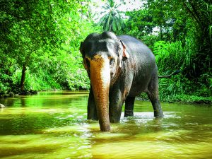 Elefant beim Elephant Freedom Project auf Sri Lanka. Bild © Larissa Gerlach/reisefieber-reisen GmbH