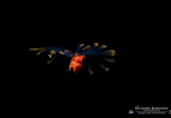 Sam's Tours Unique Dive Expeditions © Richard Barnden / Sam's Tours Palau Sam's Tours Unique Dive Expeditions © Richard Barnden / Sam's Tours Palau