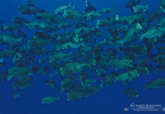 Sam's Tours Unique Dive Expeditions © Richard Barnden / Sam's Tours Palau Sam's Tours Unique Dive Expeditions © Richard Barnden / Sam's Tours Palau
