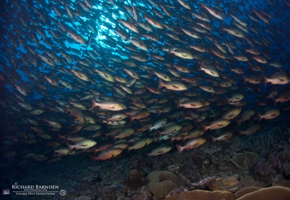 Spawning (3)Sam's Tours Unique Dive Expeditions © Richard Barnden / Sam's Tours Palau Sam's Tours Unique Dive Expeditions © Richard Barnden / Sam's Tours Palau