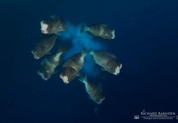 Sam's Tours Unique Dive Expeditions © Richard Barnden / Sam's Tours Palau Sam's Tours Unique Dive Expeditions © Richard Barnden / Sam's Tours Palau