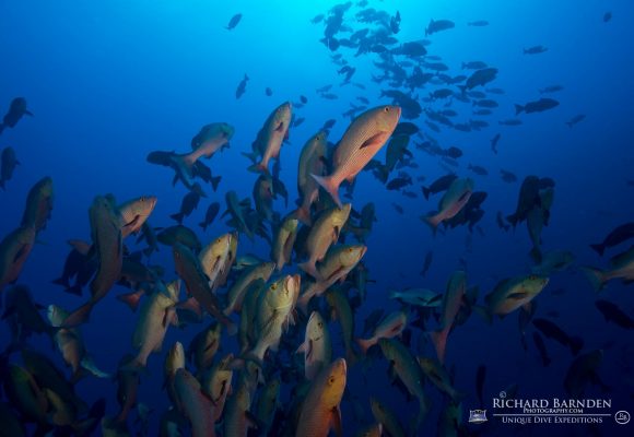 Sam's Tours Unique Dive Expeditions © Richard Barnden / Sam's Tours Palau Sam's Tours Unique Dive Expeditions © Richard Barnden / Sam's Tours Palau