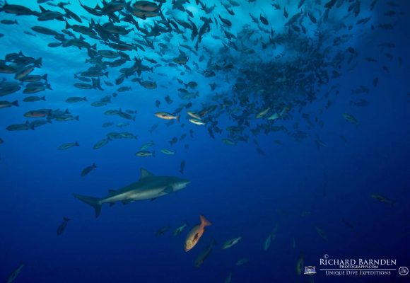 Sam's Tours Unique Dive Expeditions © Richard Barnden / Sam's Tours Palau Sam's Tours Unique Dive Expeditions © Richard Barnden / Sam's Tours Palau