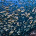 Sam's Tours Unique Dive Expeditions Spawning