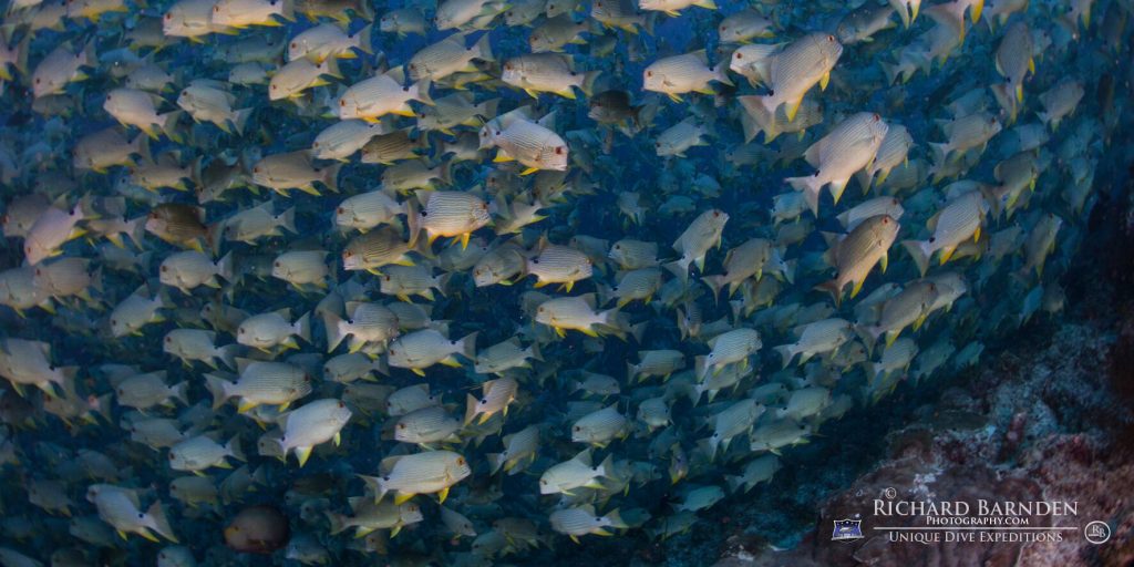 Sam's Tours Unique Dive Expeditions © Richard Barnden / Sam's Tours Palau