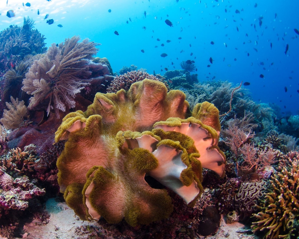 Tauchen im Bunaken Oasis Dive Resort & Spa