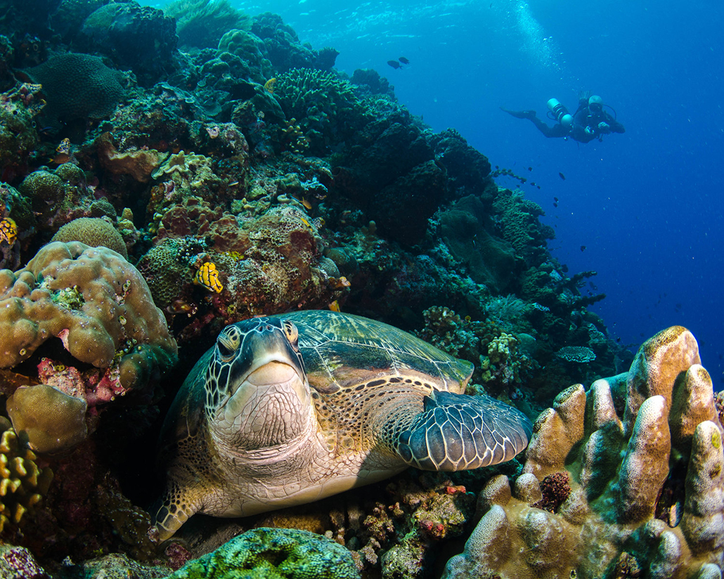 Schildkröte Bunaken Oasis Dive Resort & Spa