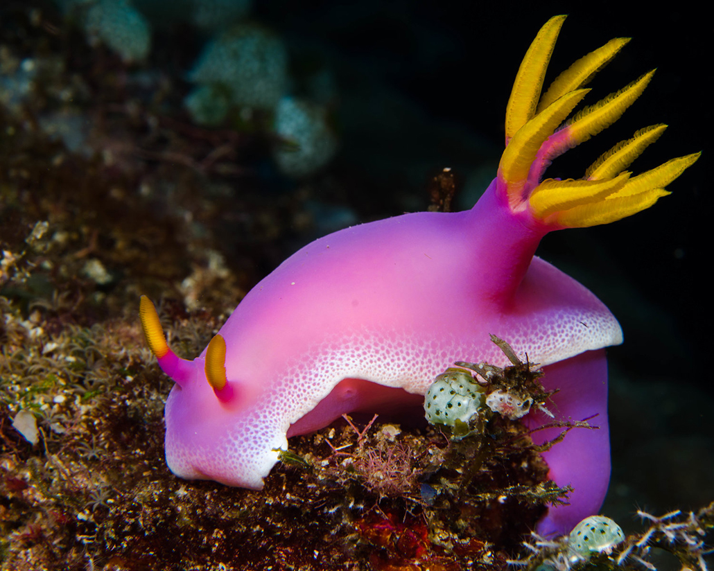 Nacktschnecke Bunaken Oasis Dive Resort & Spa