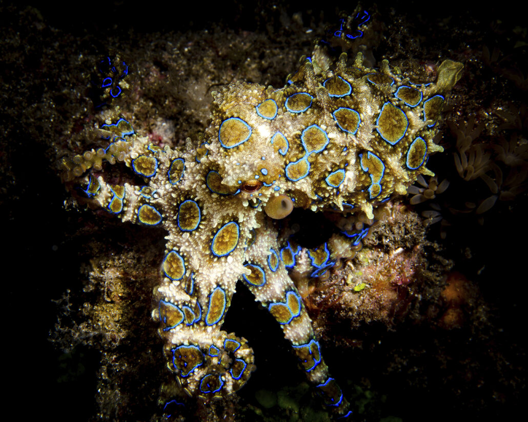 Tauchwoche Bunaken Oasis Dive Resort & Spa