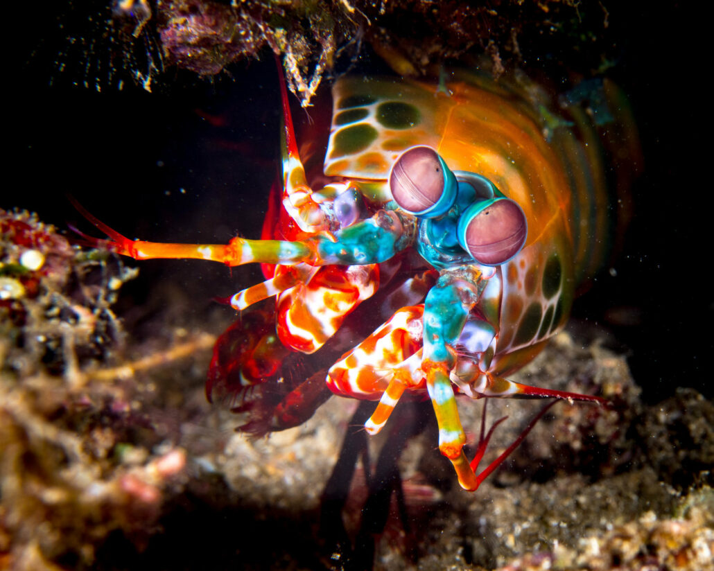 Fangschreckenkrebs Bunaken Oasis Dive Resort & Spa