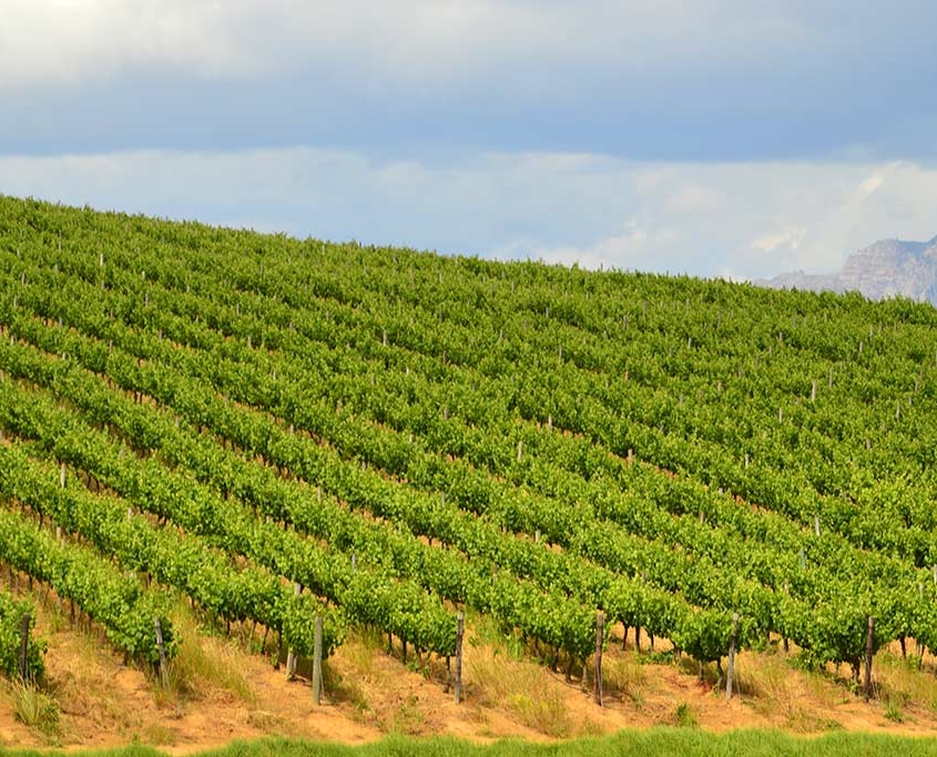 Weinanbaugebiet Stellenbosch Südafrika
